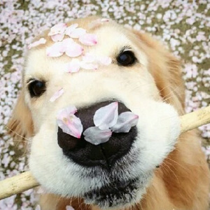 人人妻人人操人人干
